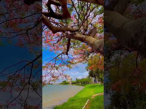 jardim de fantasia  #boaesperanca #minasgerais