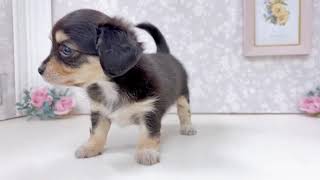 ハーフ犬の動画01