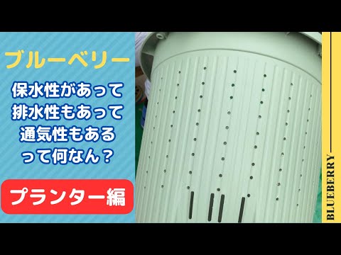 園芸 一般的なブルーベリー、ワイルドブルーベリー
