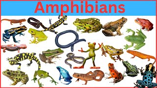 100 Amphibians You Didn't Know Existed