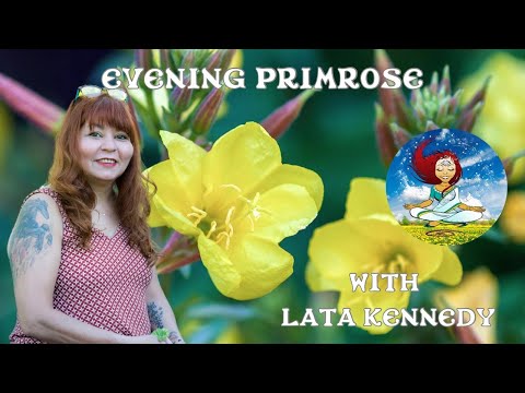 Evening Primrose:  Oenothera Biennis with Lata Chettri-Kennedy