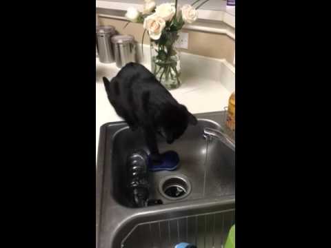 Bombay Bat Cat drink inking from the faucet