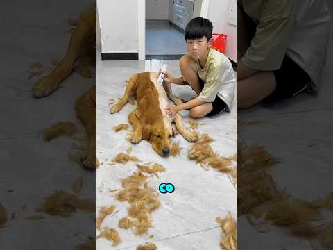 🐶✂️ David ogolił połowę sierści Mickey'ego! 😂😱