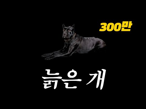 아웃사이더(Outsider) - 늙은 개