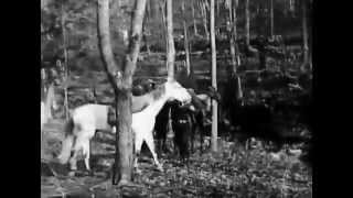 &quot;A Train Robbery&quot; - Shawn James and the Shapeshifters (Levon Helm)