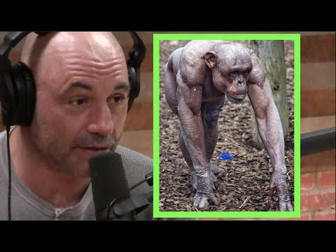 Joe Rogan o šimpanzích