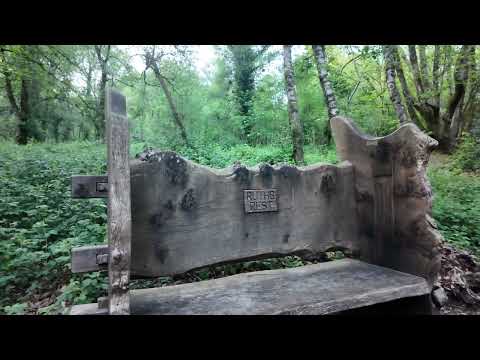 Puddletown Forest - Dorset