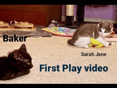 Baker and Sarah Jane's first play session #rochesterny #cutekittensvideso #kittenplaying