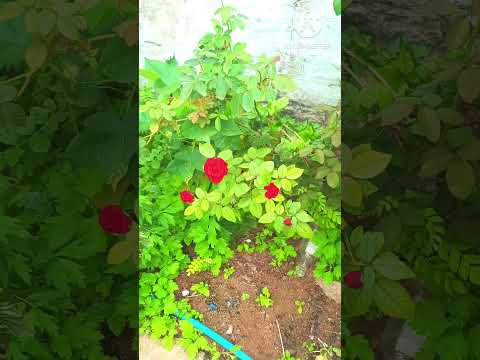 #nature#flowers#roses#rose flower🌹🌹🌹#garden#flowers#roses#flowers with nature#gardening #flowers#