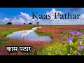 Kas Plateau 😍 Satara 🪴 Valley Of Flowers | Kaas Pathar Satara | Kaas Plateau Vlog| #vlog #viral