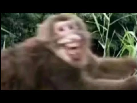 Soup Commits Property Damage