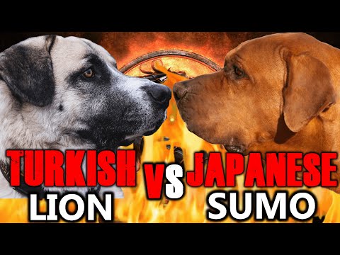 Kangal vs Tosa Inu | Tosa Inu vs Kangal | Powerful Guard Dog? | Billa Boyka |
