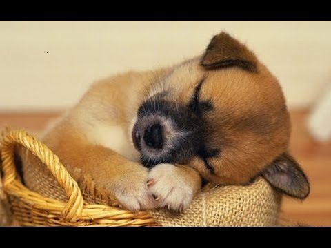 SLEEP MUSIC For Dogs, Cats & All PETS ♥♥♥ Stress Relief, Anxiety, Healing Music 🎧 PET THERAPY