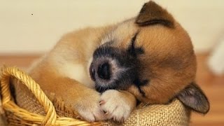 SLEEP MUSIC For Dogs, Cats & All PETS ♥♥♥ Stress Relief, Anxiety, Healing Music 🎧 PET THERAPY