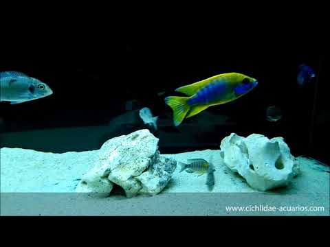 download lagu mp3 mp4 Aulonocara Mamelela Undu, download lagu Aulonocara Mamelela Undu gratis, unduh video klip Aulonocara Mamelela Undu