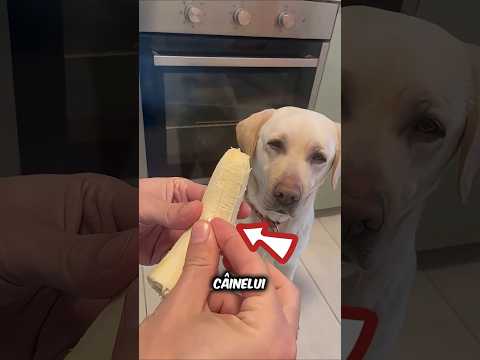 Câinele mai deștept decât stăpânul 😄🐶 #romania