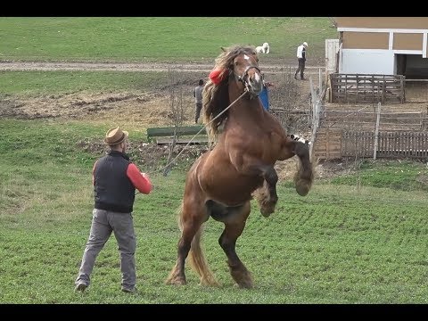 Caii lui Sile Roman de la Iclod, Cluj - Prezentare cai - 2018