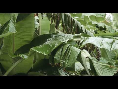 8 Hours Tropical Rainforest Sound 🌴🦥 Rain, Thunder and Birds Sounds for Sleep, Meditation and Study