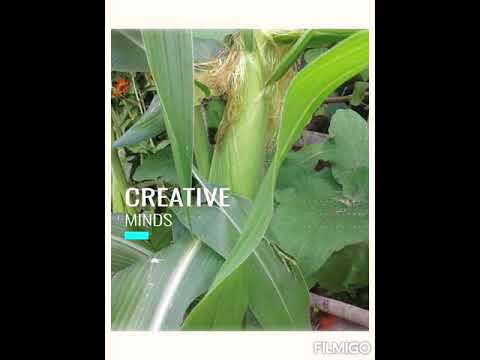 Ang Magandang Hardin ng ATe ko/Shantal Tv Channel