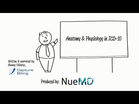 ICD-10 Basics: Anatomy & Physiology
