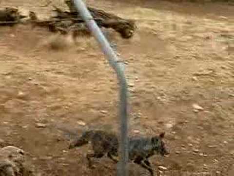 FEEDING TIME FOR A PACK OF WILD WOLVES IN SPAIN