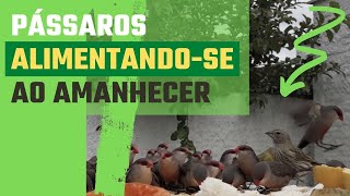Pssaros se Alimentando, Comendo no Quintal de Casa, Pssaros Variados, #pssaros