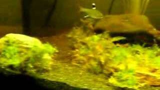 Java Moss Tire Track eel tank