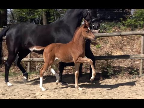 *2020 Hengst von Donier - San Amour SOLD!!!