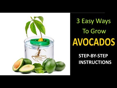 HOW TO GROW AVOCADO TREE FROM SEED | STEP By STEP #DIY