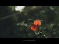 Ente Kannil Ninakkai Whatsapp Status