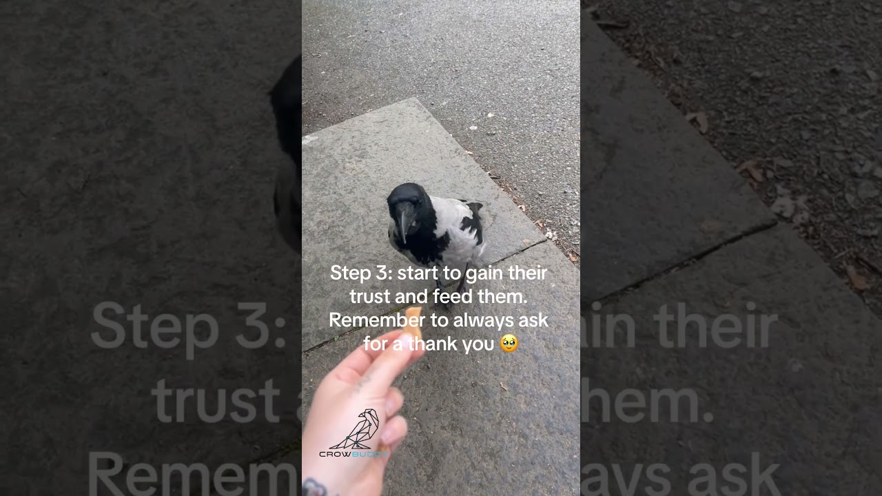 How to Befriend a Crow – Neighbourhood Guide 🐦❤️