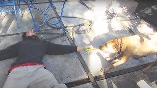 Lionmilk – “shaneen”