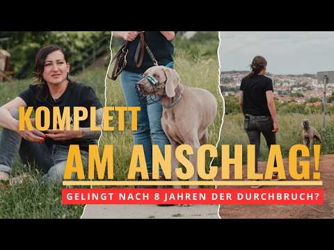 My Weimaraner has been reacting to every stimulus for years – can dog training still help after 8...