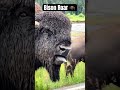 The Bison roar 🦬 #bison #animals #closeup