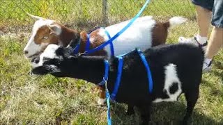 Goats | Leash Trained Goats Go for a Walk!