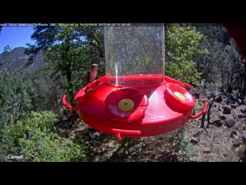 Magnificent and Black-chinned Hummingbirds In West Texas – Apr. 20, 2017