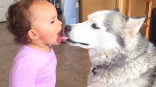 BABY LOVES KISSING HUSKY | FUNNY DOGS