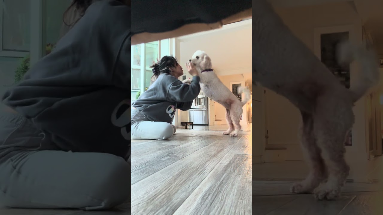 Enlarge HONEY, a Adopted Poodle in Sunset Beach , CA video 2/5