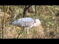 Heron With Pike