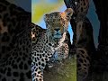 #shorts Beautiful Leopard/The Most Beautiful Leopard In The World/4k Ultra HD/Natural Scenes 4k/4khd