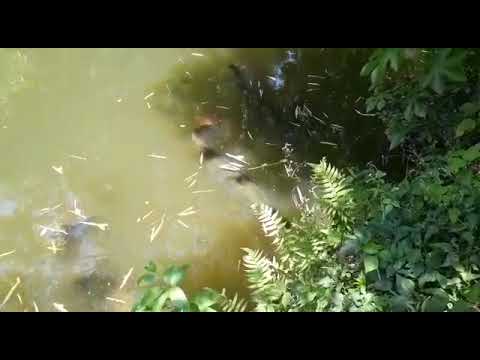 Arapaimas (pirarucu) del Amazona