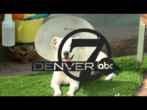 Denver7 News at 10PM Monday, July 19, 2021
