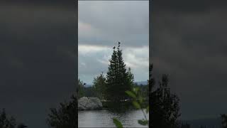 ATEMBERAUBENDE Jagd auf Birkhahn - heute um 19 Uhr auf Hunt on Demand!🌿🎥 #jagd #copterpro