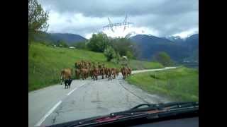 preview picture of video 'Vaches on the road'