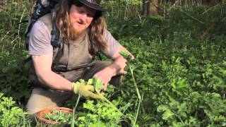 Alasdair Taylor, The Wild Chef: Edible Plants from Scottish Woodlands Part 1 of 3