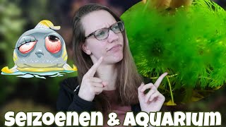 Waarom krijg je ALG in de LENTE!? Invloed van Het WEER op aquaria! //Nickey//