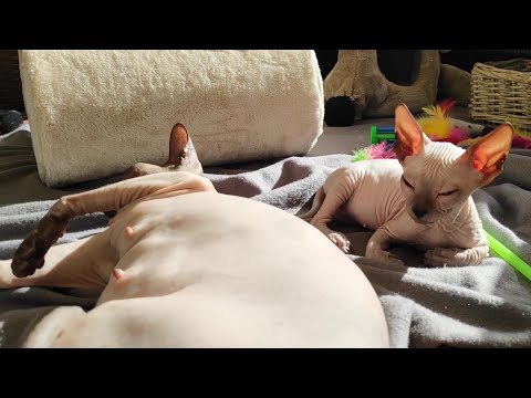 Cute SPHYNX CATS Family 🐾😻 Funny & Lovely KITTENS