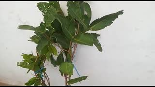 Download lagu BIBIT JAMBU GREEN GIANT CANGKOK  #jambuair #butoijogreengiant #lumajang mp3