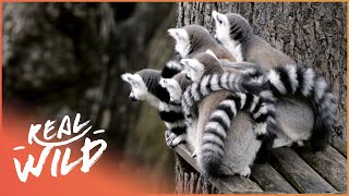 Baby Lemurs Snuggling | Baby Animals In Our World | Real Wild