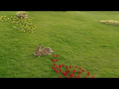 Teletubbies Opening Shot: Field 4 Butterfly - Clip